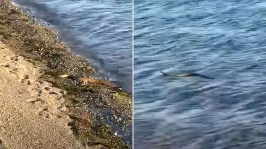 Ταραχή στην Εύβοια με φίδι που κολυμπάει σε θάλασσα – Δείτε βίντεο