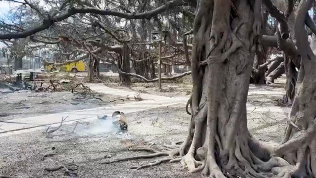 Χαβάη: Συγκλονίζουν οι μαρτυρίες όσων γλίτωσαν από την πύρινη λαίλαπα – Αυξάνεται ο αριθμός των νεκρών – Πάνω από 1000 αγνοούμενοι