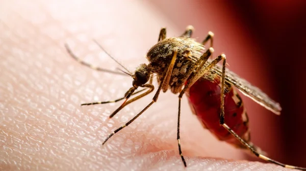 ΕΟΔΥ για ιό του Δυτικού Νείλου : 8 περιοχές στο «κόκκινο» – Δύο θάνατοι –Αυξήθηκαν τα κρούσματα