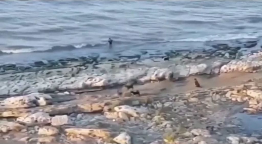 Ρωσία: Τρομακτικό βίντεο – Αγέλη άγριων σκυλιών κυνηγά αγοράκι σε παραλία