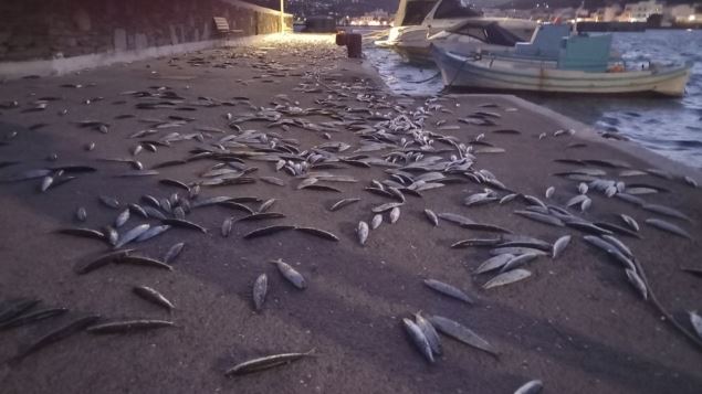 Απίστευτες εικόνες: Κοπάδια ψαριών «βγήκαν» στην στεριά σε Άνδρο και Κουφονήσια