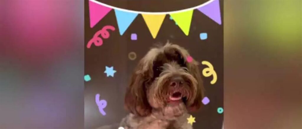 Κασσελάκης και Τάιλερ έκαναν πάρτι για τα γενέθλια της σκυλίτσας τους! (Βίντεο)