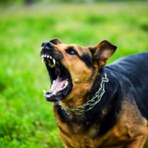 ΕΟΔΥ: H πρώτη αναλυτική καταγραφή για τα δαγκώματα σκύλων στην Ελλάδα