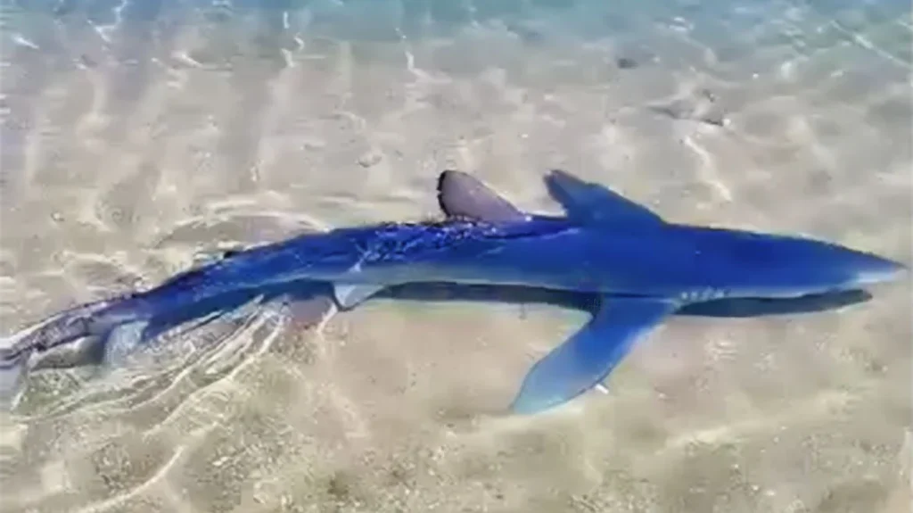 Εμφανίστηκε καρχαρίας στη μαρίνα της Γλυφάδας – Δείτε βίντεο