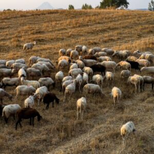 Πιερία: Κτηνοτρόφος βρέθηκε κρεμασμένος στο σπίτι του – «Του έσφαξαν 1.000 πρόβατα την περασμένη βδομάδα – Τα ζώα ήταν η ζωή του» λέει ο αδερφός του