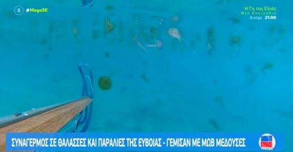 Γέμισαν με μωβ μέδουσες θάλασσες & παραλίες στην Εύβοια! (video)