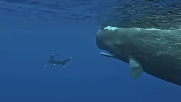 Συγκλονιστικό βίντεο: Φάλαινες προστάτευσαν δύτη από επίθεση λευκοπτέρυγου καρχαρία στον Μαυρίκιο