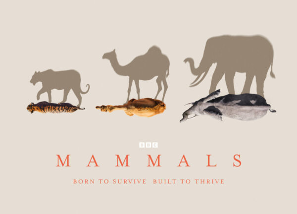 MAMMALS: Σειρά ντοκιμαντέρ του BBC σε Α’ Τηλεοπτική Μετάδοση στον ΣΚΑΪ