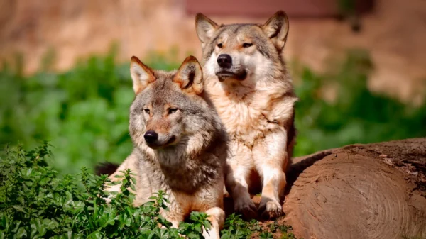 Απομακρύνονται οι λύκοι από την Πάρνηθα με απόφαση εισαγγελέα για την προστασία των κόκκινων ελαφιών