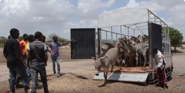Τουλάχιστον 6 εκατομμύρια γαϊδούρια σφάζονται παράνομα κάθε χρόνο για την παρασκευή του κινεζικού φαρμάκου ευζωίας «ejiao»
