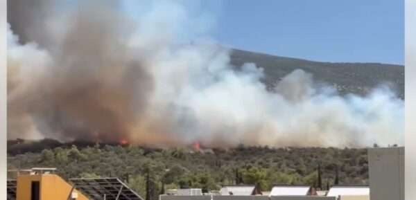 Υμηττός:  Από αδήλωτα μελίσσια μέσα στην Πανεπιστημιούπολη ξεκίνησε η φωτιά –Πρόστιμο και στον πρύτανη του ΕΚΠΑ για σκουπίδια στις εγκαταστάσεις