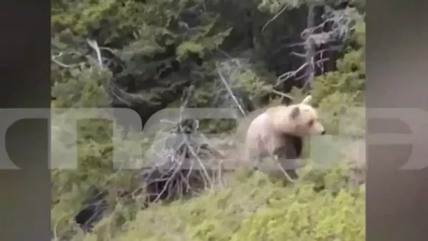 Δράμα: Βίντεο – ντοκουμέντο από την θανατηφόρα επίθεση της αρκούδας στον ορειβάτη