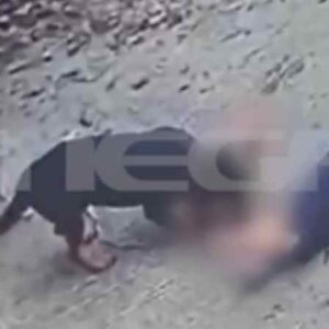 Καλαμάτα: Ροτβάιλερ κατασπάραξε τον κηδεμόνα του – Αστυνομικός σκότωσε τον σκύλο – Σοκαριστικό βίντεο