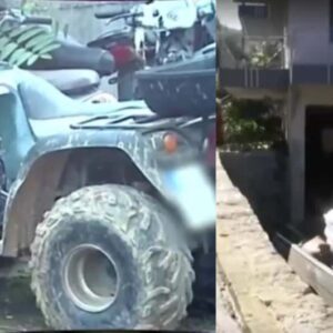 Αχαία: Αυτή είναι η γουρούνα του τροχαίου με θύμα τον 3χρονο – Την είχαν κρύψει σε στάνη – Ο πατέρας υπέδειξε το σημείο