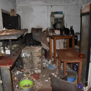 Δονούσα: 1,7 εκατομμύρια ευρώ πρόστιμο σε 63χρονο που είχε κλεισμένες σε βρώμικους χώρους 58 υποσιτισμένες γάτες (βίντεο)