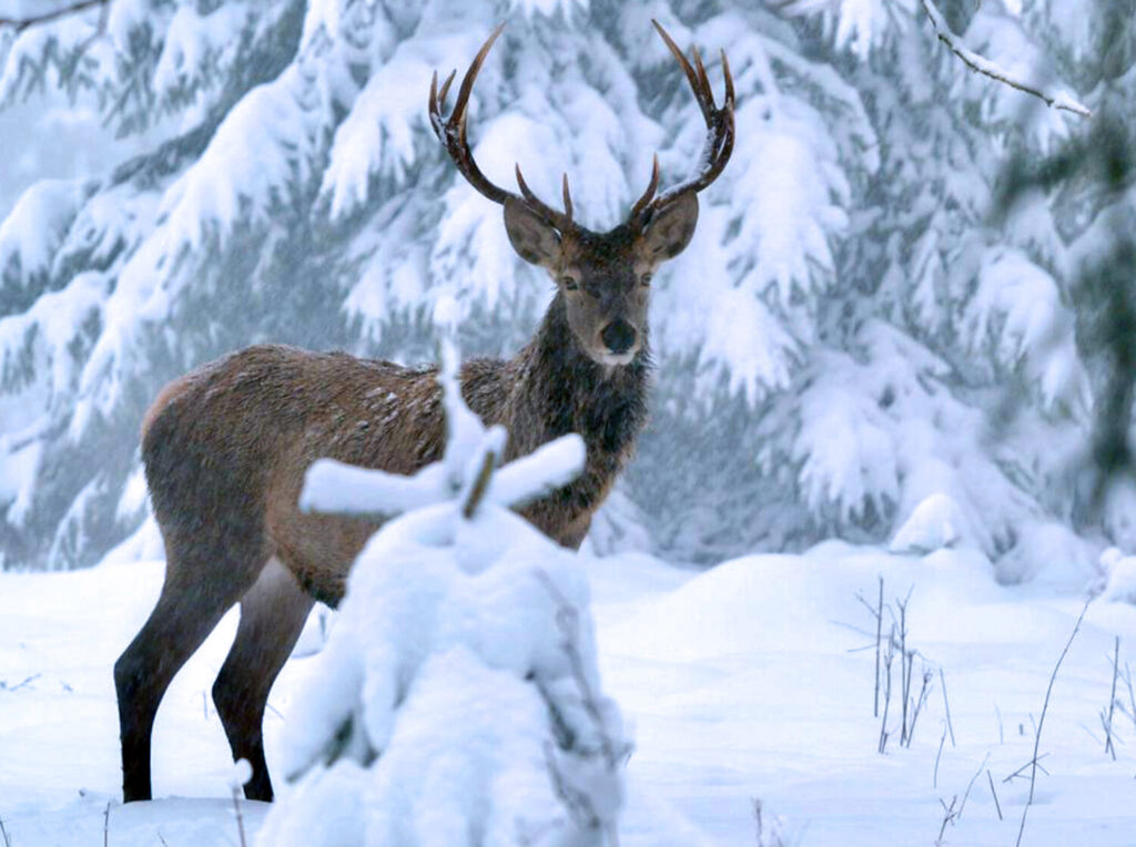 Χριστούγεννα για όλους στην ΕΡΤ