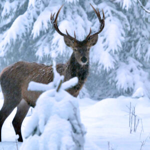 Χριστούγεννα για όλους στην ΕΡΤ