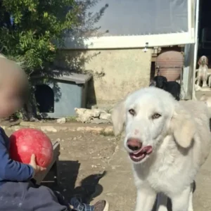 Τραγωδία στη Ζάκυνθο: «Το πίτμπουλ τρόμαξε από πυροβολισμούς κυνηγών και κατασπάραξε τον Λίο» λέει η μητέρα του δίχρονου