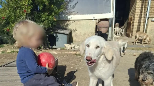 Τραγωδία στη Ζάκυνθο: «Το πίτμπουλ τρόμαξε από πυροβολισμούς κυνηγών και κατασπάραξε τον Λίο» λέει η μητέρα του δίχρονου