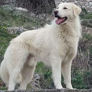 Υπόθεση «Χάτσικο» στη Λαμία: Σκύλος έκλαιγε δίπλα στον νεκρό ηλικιωμένο ιδιοκτήτη του μέχρι να τον  βρει νεκρό