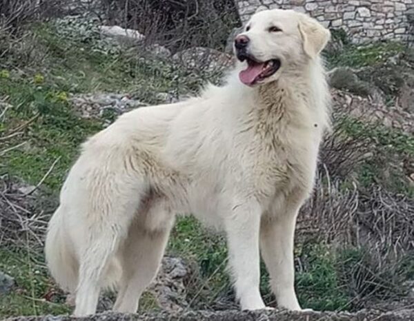 Υπόθεση «Χάτσικο» στη Λαμία: Σκύλος έκλαιγε δίπλα στον νεκρό ηλικιωμένο ιδιοκτήτη του μέχρι να τον  βρει νεκρό