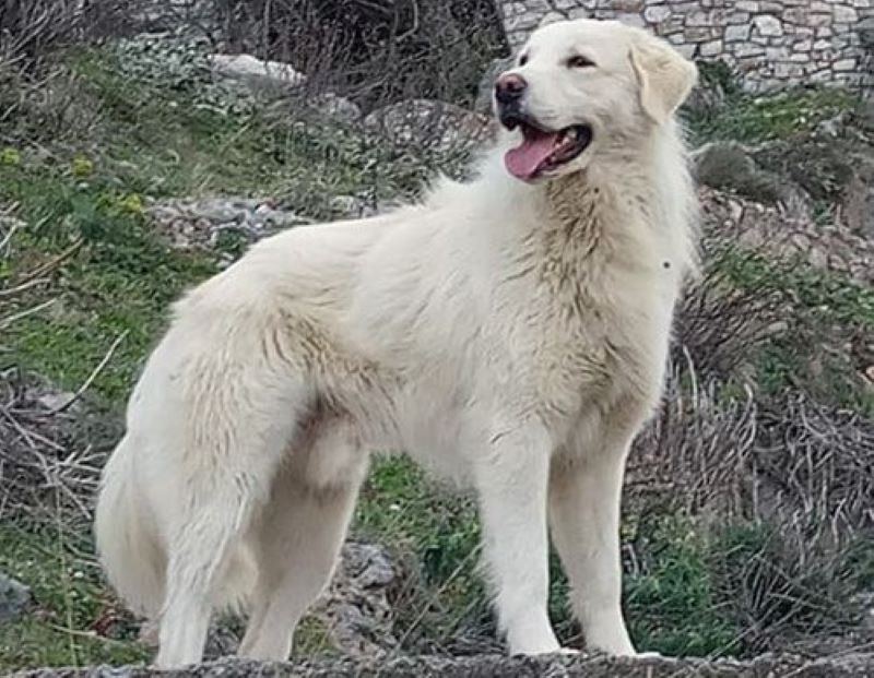 Υπόθεση «Χάτσικο» στη Λαμία: Σκύλος έκλαιγε δίπλα στον νεκρό ηλικιωμένο ιδιοκτήτη του μέχρι να τον  βρει νεκρό