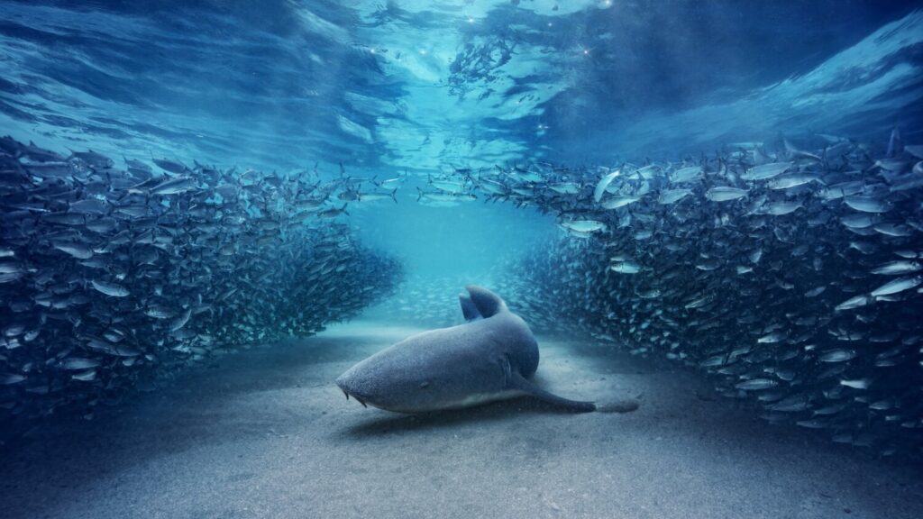 20 χρόνια αδιάλειπτης συνεργασίας ΣΚΑΪ & BBC STUDIOS – Συμπαραγωγή δύο πολυαναμενόμενων σειρών ντοκιμαντέρ: The Diary of Anne Frank και Blue Planet III