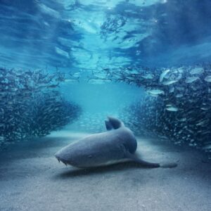 20 χρόνια αδιάλειπτης συνεργασίας ΣΚΑΪ & BBC STUDIOS –   Συμπαραγωγή δύο πολυαναμενόμενων σειρών ντοκιμαντέρ: The Diary of Anne Frank και Blue Planet III