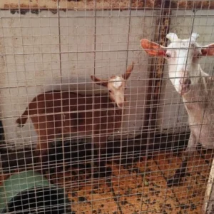 Εντόπισαν στάνη και κοτέτσι στον 16ο όροφο πολυκατοικίας στους Αμπελόκηπους!