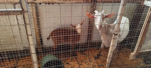 Εντόπισαν στάνη και κοτέτσι στον 16ο όροφο πολυκατοικίας στους Αμπελόκηπους!