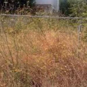 Τουρνάς: Παρατείνεται η προθεσμία των καθαρισμών οικοπέδων έως τις 22 Ιουνίου