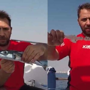 Λαγοκέφαλοι: Το πείραμα Έλληνα ψαρά που κατέγραψε εικόνες κανιβαλισμού – Βίντεο